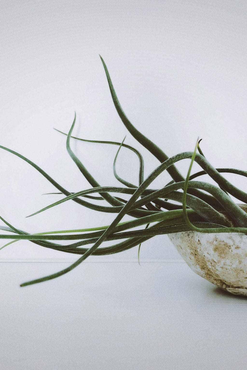 Lot De 6 Tillandsia – Plante D’Intérieur