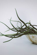 Lot De 6 Tillandsia – Plante D’Intérieur