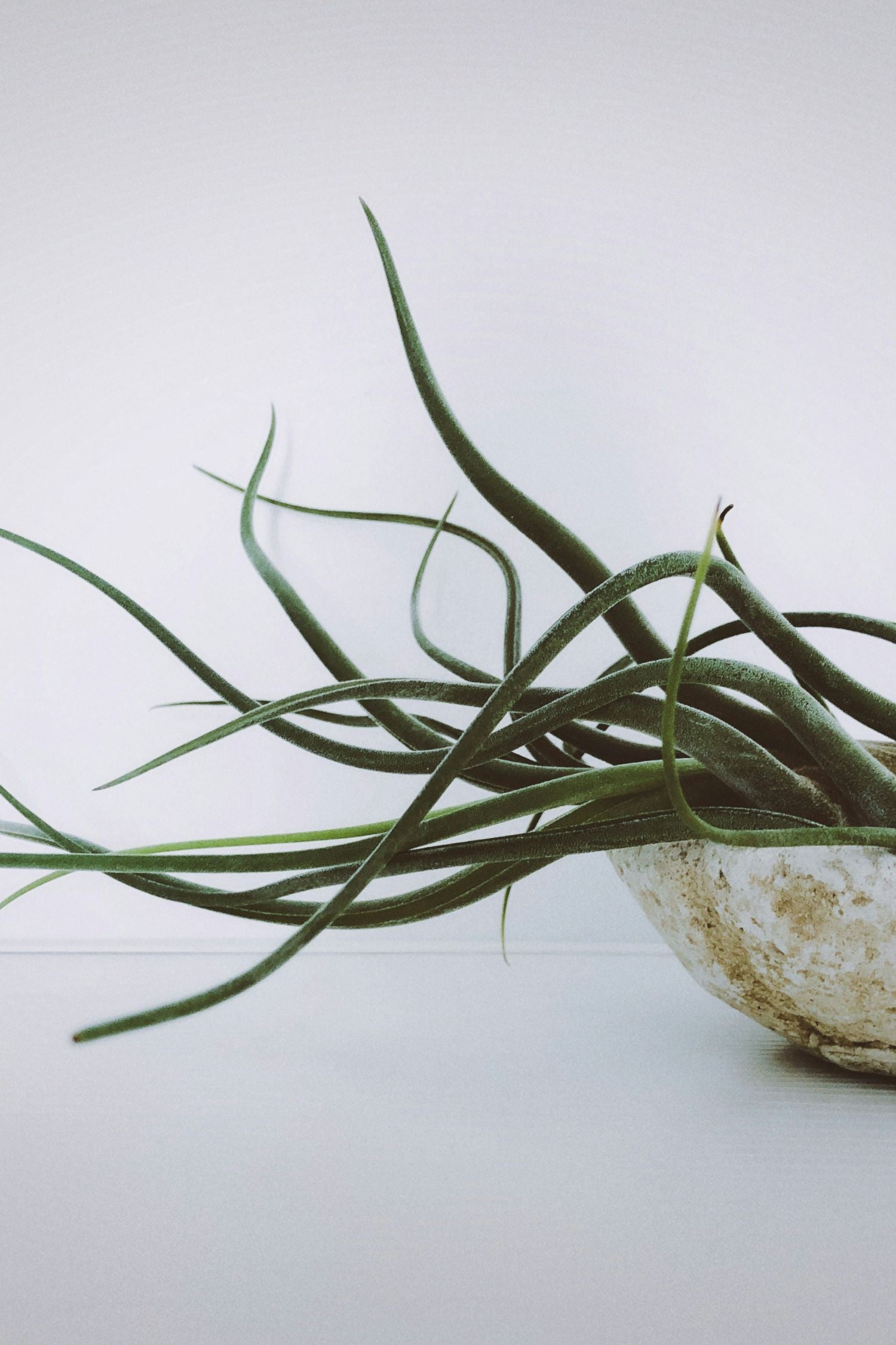 Lot De 6 Tillandsia – Plante D’Intérieur