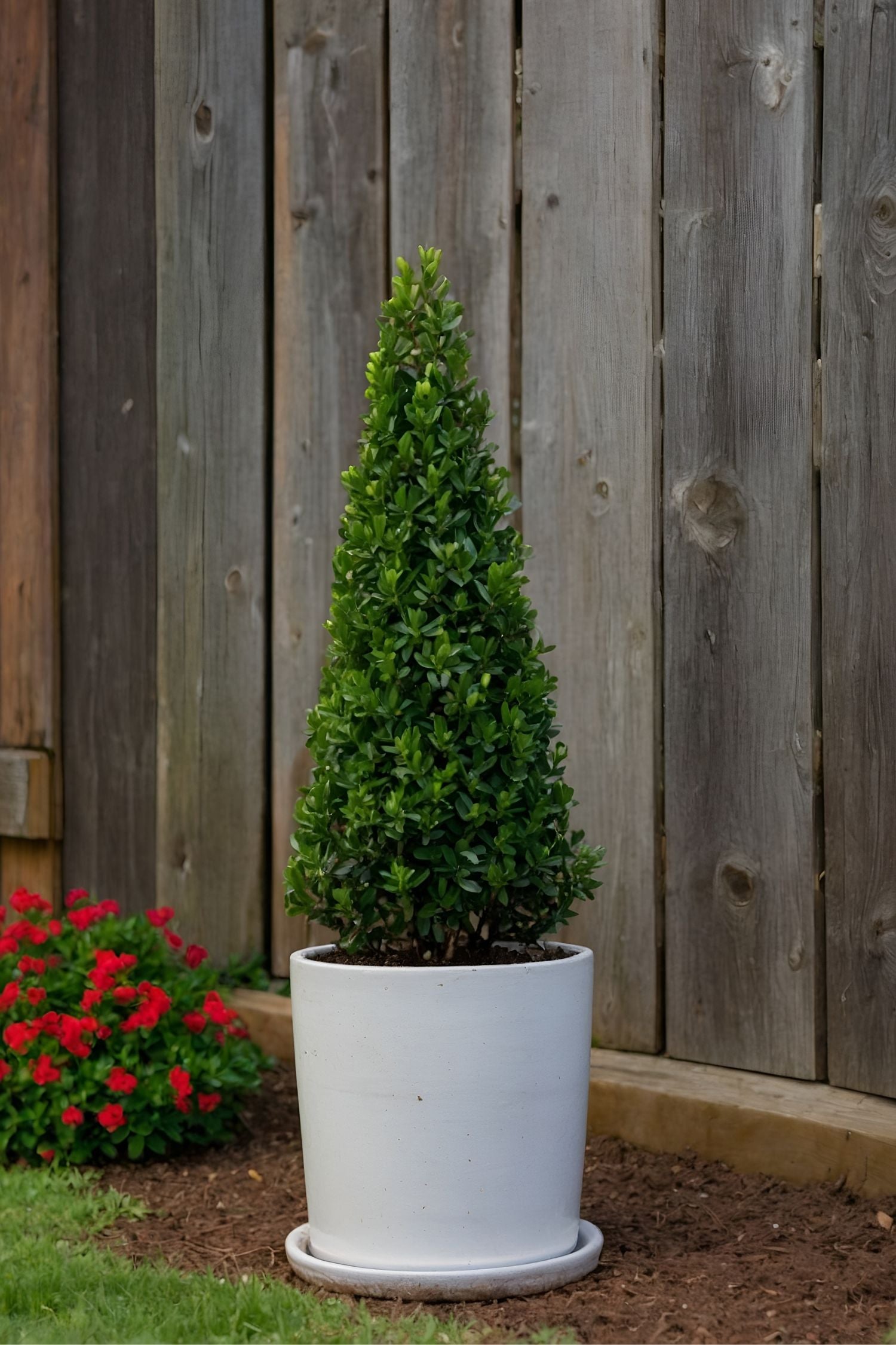 Ilex Crenata « Houx Japonais » Forme Pyramide – Plante D’Extérieur