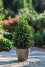 Ilex Crenata « Houx Japonais » Forme Pyramide – Plante D’Extérieur