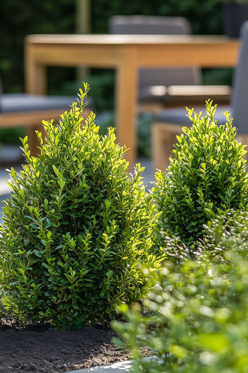 Ilex Crenata « Houx Japonais » Forme Pyramide – Plante D’Extérieur