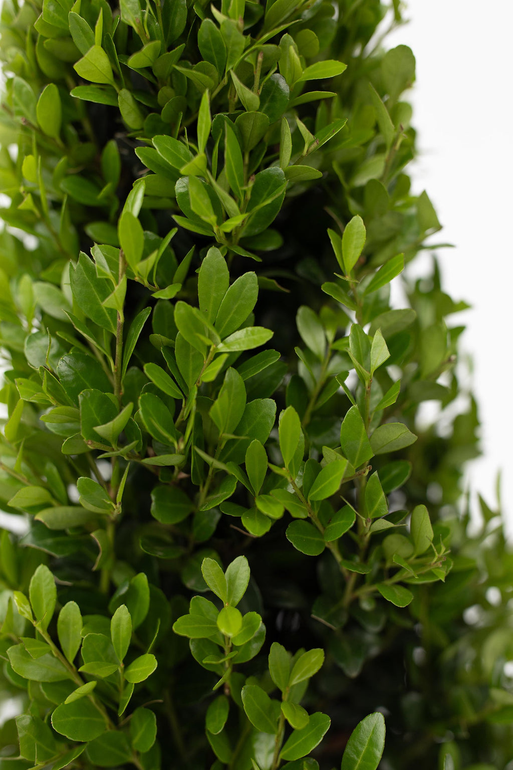 Ilex Crenata « Houx Japonais » Forme Pyramide – Plante D’Extérieur