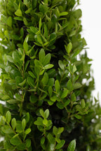 Ilex Crenata « Houx Japonais » Forme Pyramide – Plante D’Extérieur