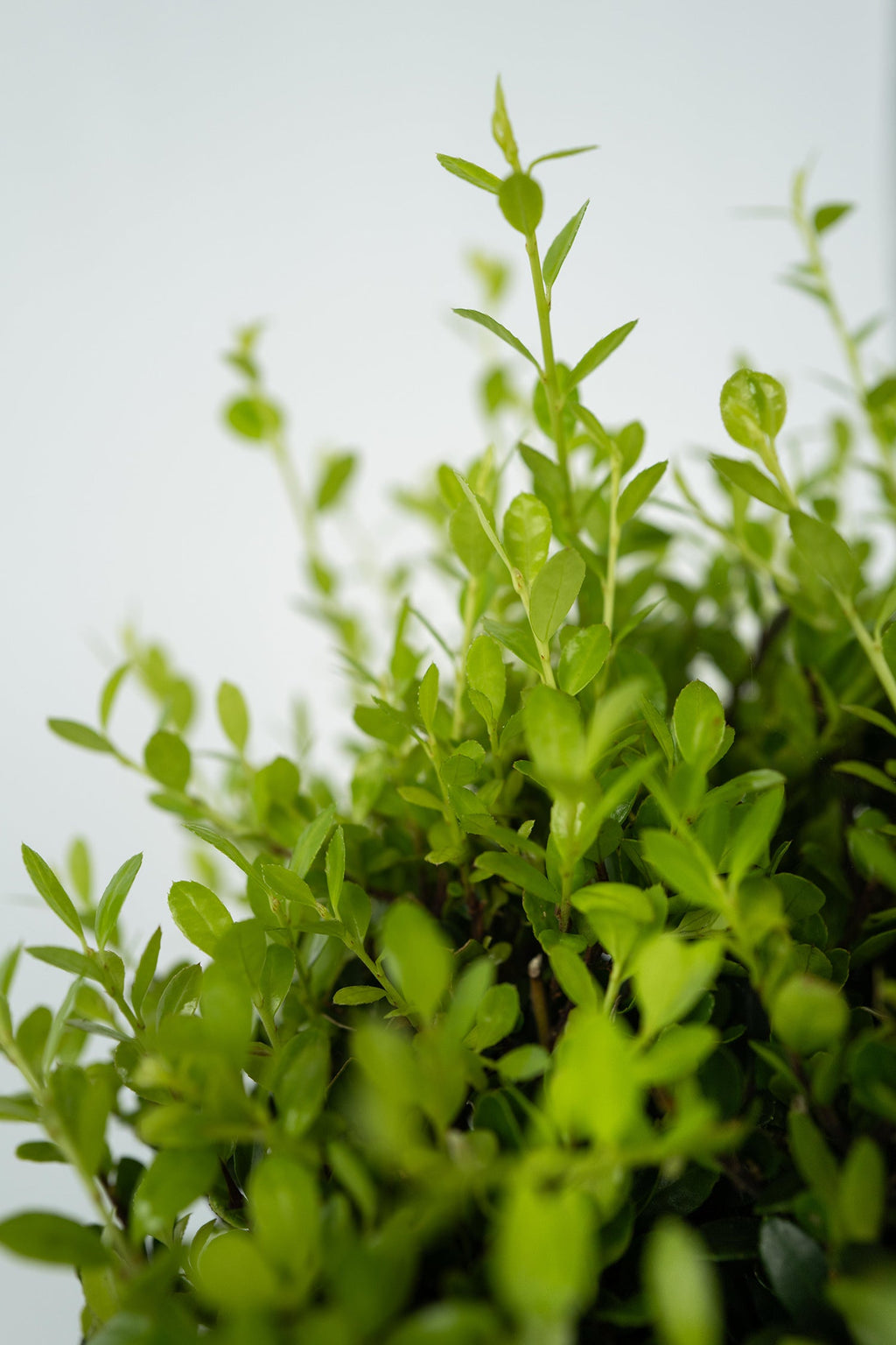 Ilex Crenata « Houx Japonais » Forme Pyramide – Plante D’Extérieur
