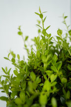 Ilex Crenata « Houx Japonais » Forme Pyramide – Plante D’Extérieur