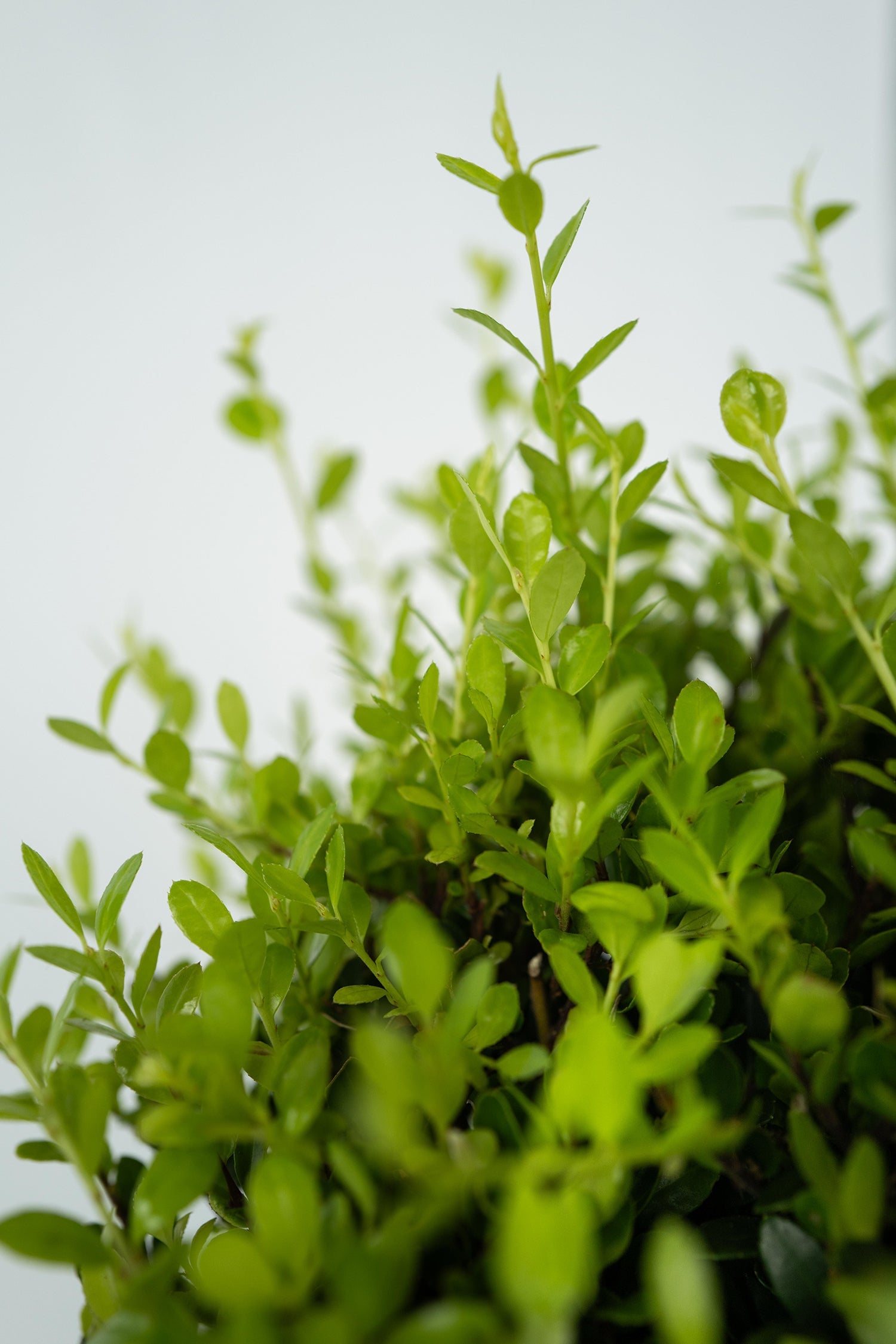 Ilex Crenata « Houx Japonais » Forme Pyramide – Plante D’Extérieur