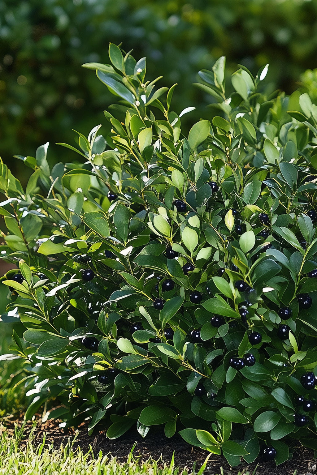 Ilex Crenata « Houx Japonais » Forme Pyramide – Plante D’Extérieur