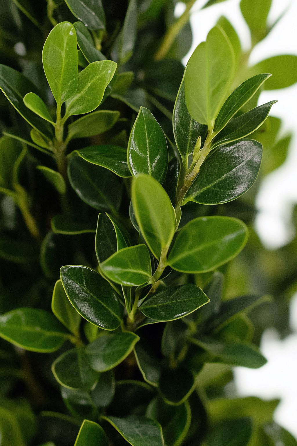 Ilex Crenata « Houx Japonais » Forme Pyramide – Plante D’Extérieur