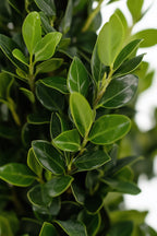 Ilex Crenata « Houx Japonais » Forme Pyramide – Plante D’Extérieur