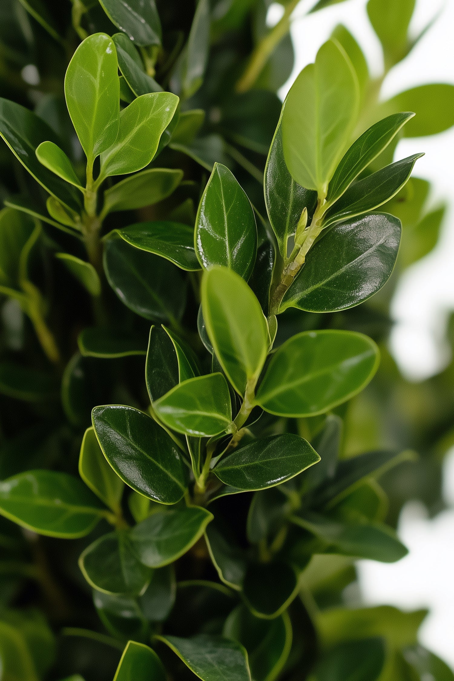 Ilex Crenata « Houx Japonais » Forme Pyramide – Plante D’Extérieur