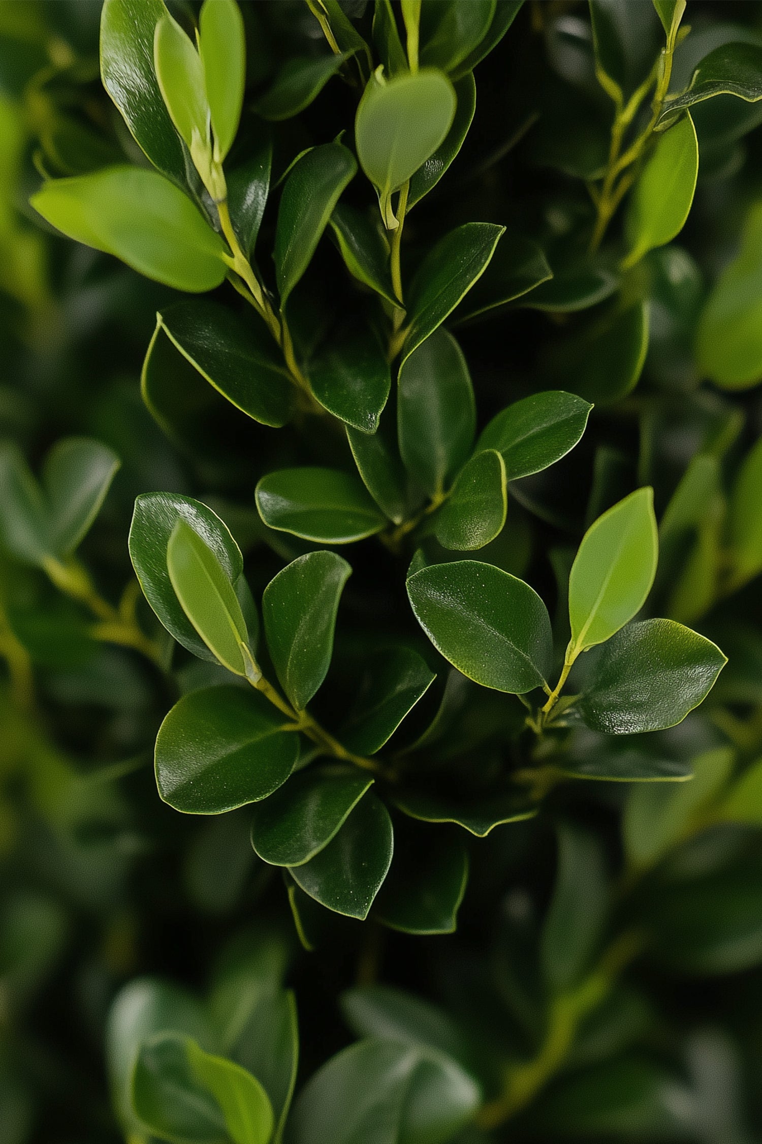 Ilex Crenata « Houx Japonais » Forme Pyramide – Plante D’Extérieur