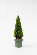 Ilex Crenata « Houx Japonais » Forme Pyramide – Plante D’Extérieur