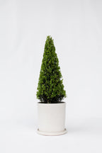 Ilex Crenata « Houx Japonais » Forme Pyramide – Plante D’Extérieur