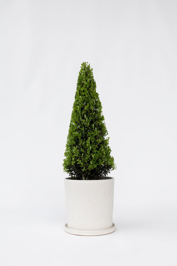 Ilex Crenata « Houx Japonais » Forme Pyramide – Plante D’Extérieur