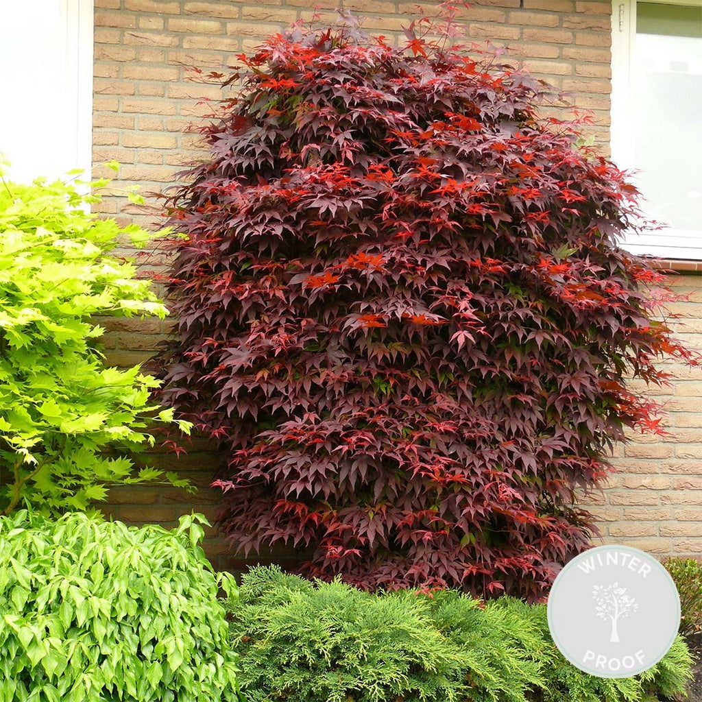 Érable Du Japon - Acer Atropurpureum – Plante D'Extérieur