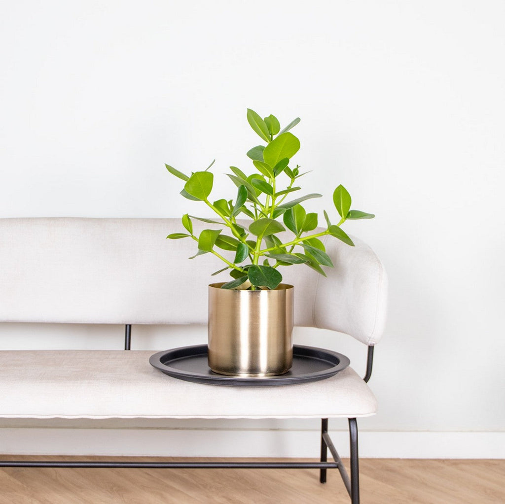 Clusia Rosea Princess – Plante D'Intérieur