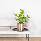 Clusia Rosea Princess – Plante D'Intérieur