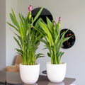 Curcuma Siam – Plante D'Intérieur