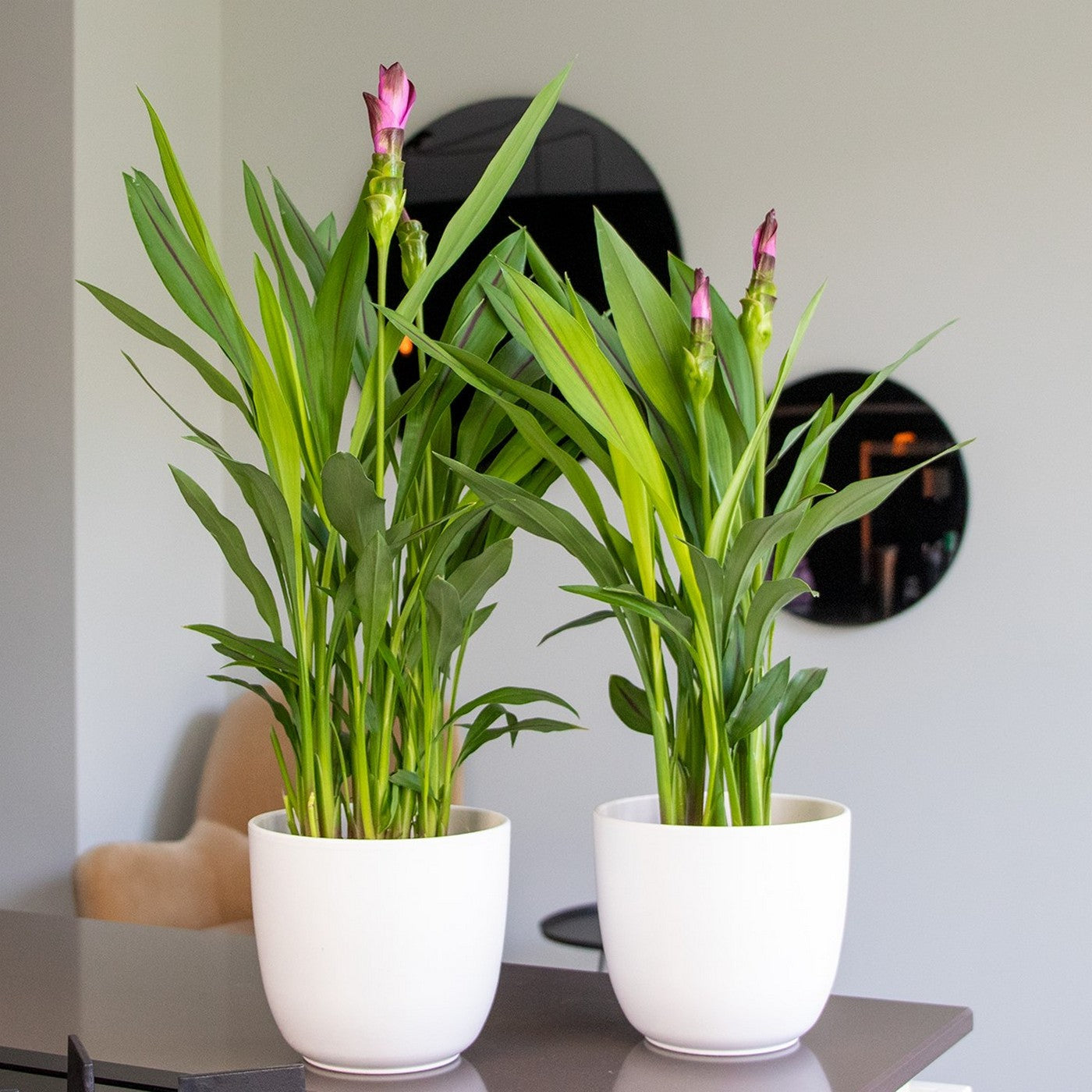 Curcuma Siam – Plante D'Intérieur