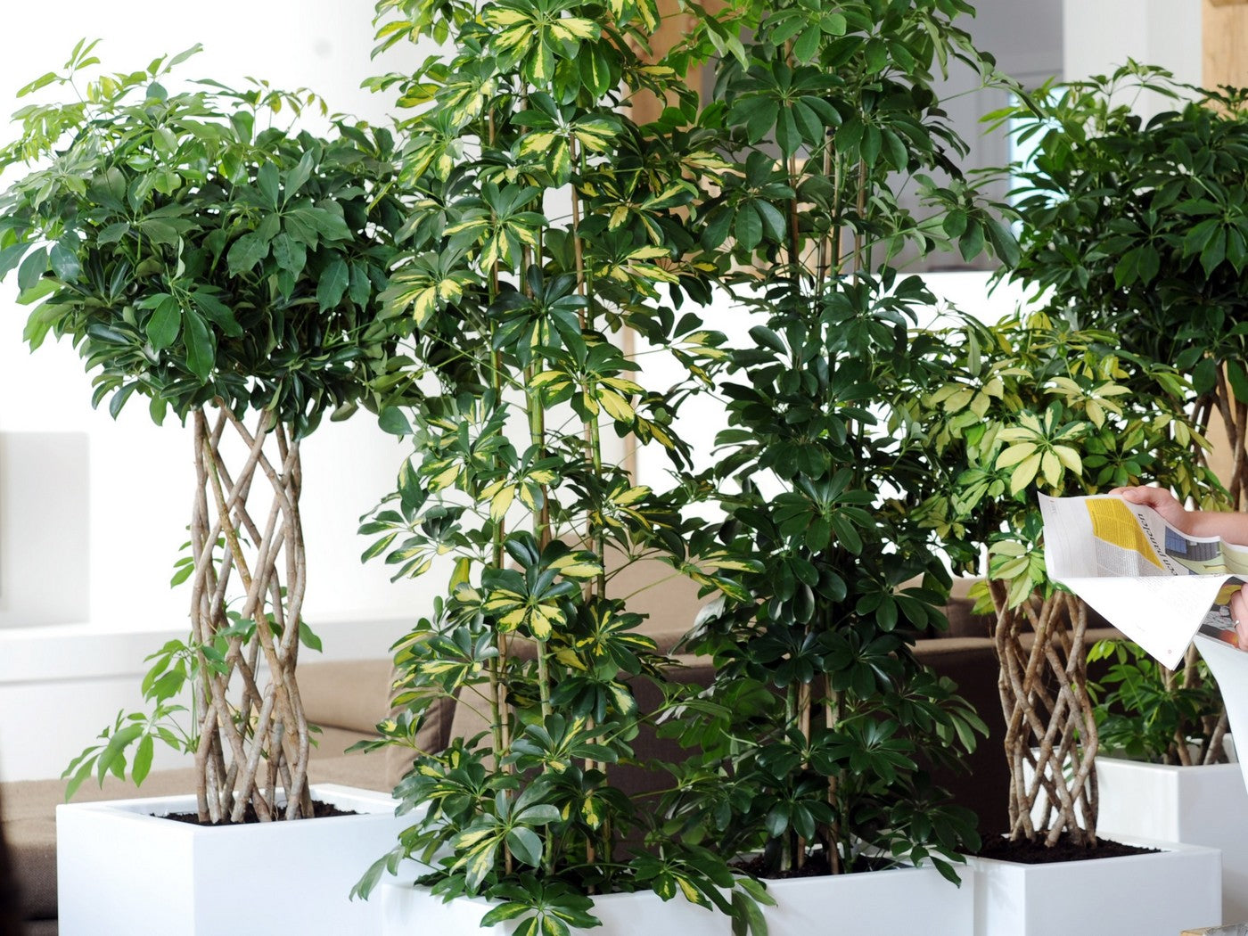 Schefflera Arboricola – Plante D'Intérieur
