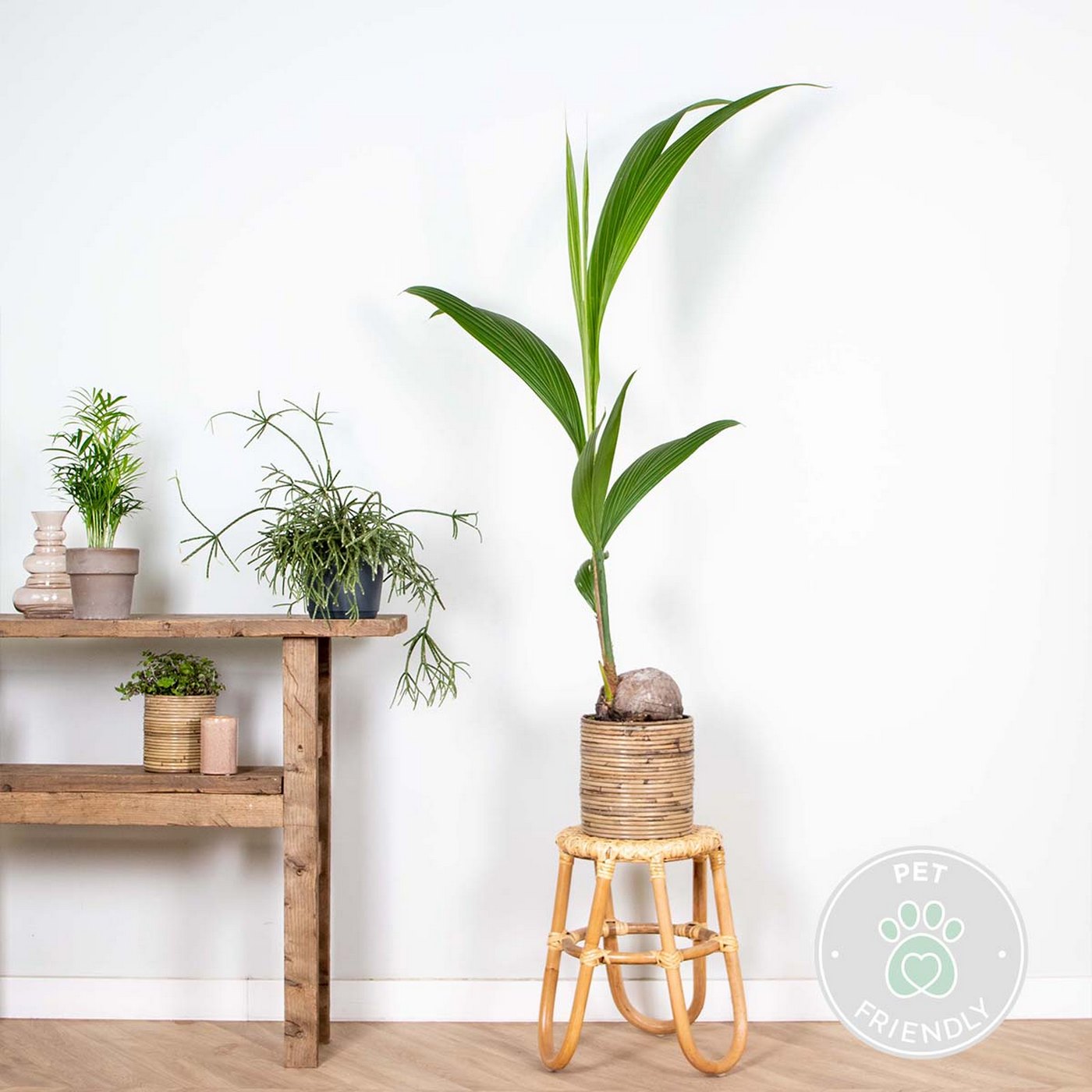 Cocos Nucifera – Plante D'Intérieur