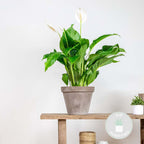 Spathiphyllum Bingo Cupido – Plante D'Intérieur