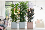 Lot De 2 Ficus Elastica Robusta – Plante D'Intérieur
