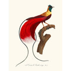 Sciences Naturelles - L'Oiseau De Paradis Rouge,Plumes De Paradis 3
