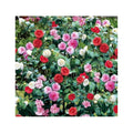 3 Camellia Japonica Mixtes (Blanc/Rose/Rouge) Plantes A Fleurs Perfect Plant