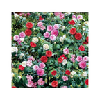 3 Camellia Japonica Mixtes (Blanc/Rose/Rouge) Plantes A Fleurs Perfect Plant
