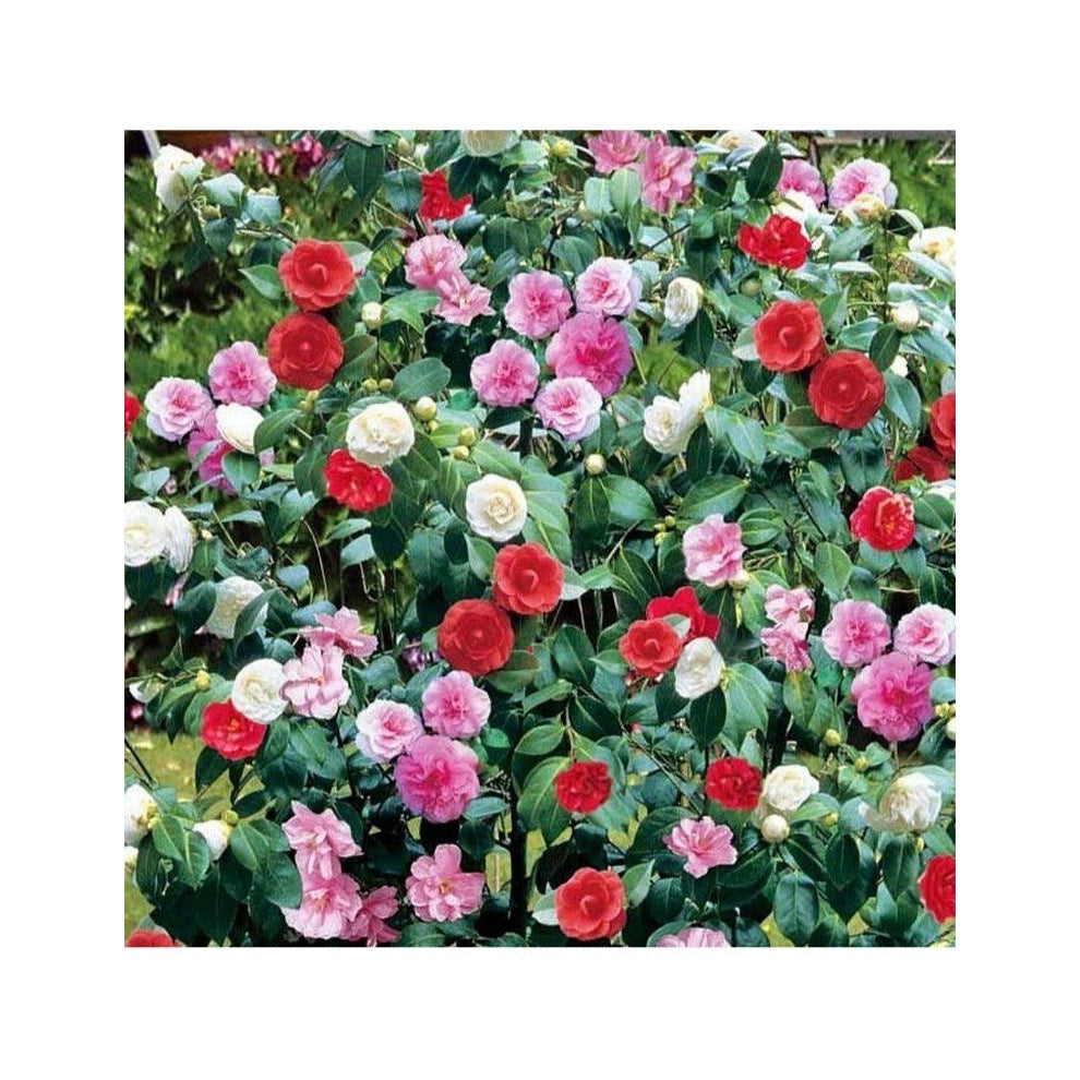 3 Camellia Japonica Mixtes (Blanc/Rose/Rouge) Plantes A Fleurs Perfect Plant