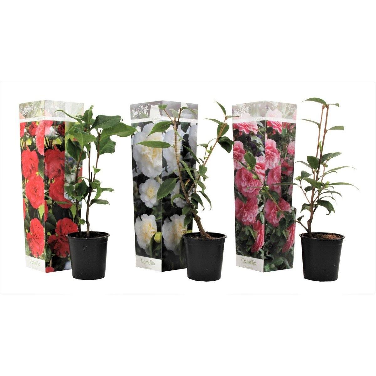3 Camellia Japonica Mixtes (Blanc/Rose/Rouge) Plantes A Fleurs Perfect Plant
