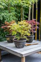 Mélange De 4 Érables Japonais – Plante D’Extérieur