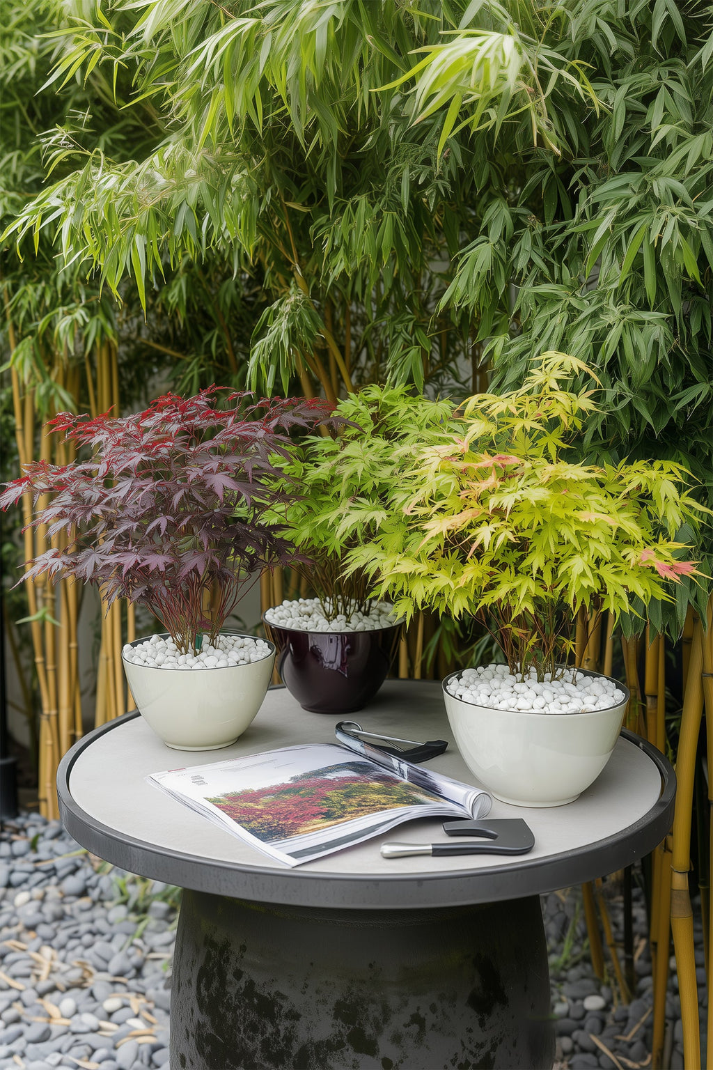 Mélange De 4 Érables Japonais – Plante D’Extérieur