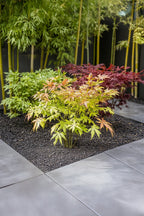 Mélange De 4 Érables Japonais – Plante D’Extérieur