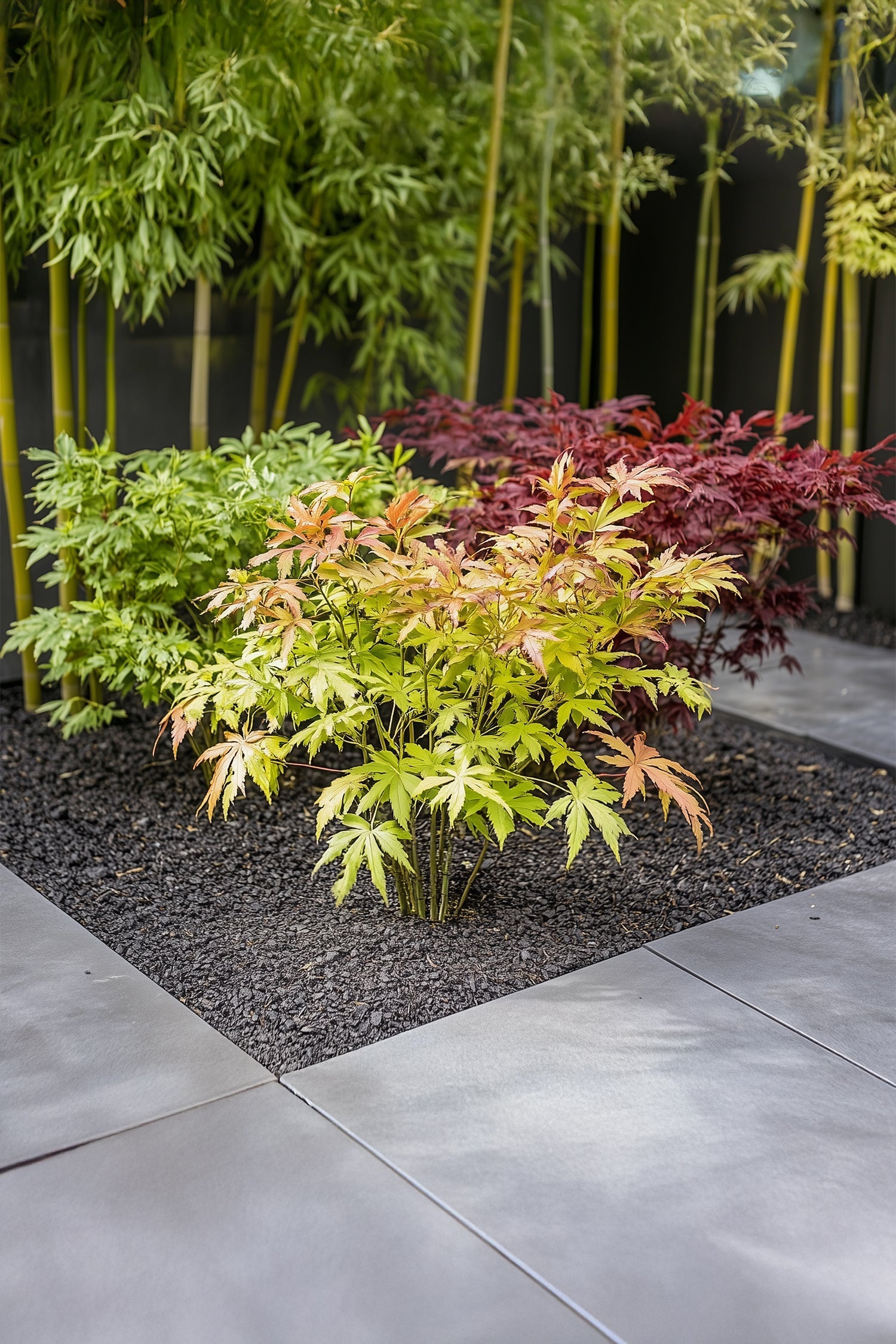 Mélange De 4 Érables Japonais – Plante D’Extérieur