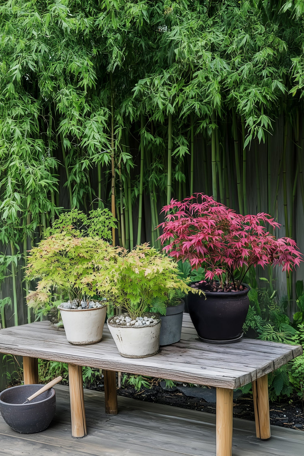 Mélange De 4 Érables Japonais – Plante D’Extérieur