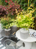Lot De 4 Érables Du Japon – Plante D'Extérieur