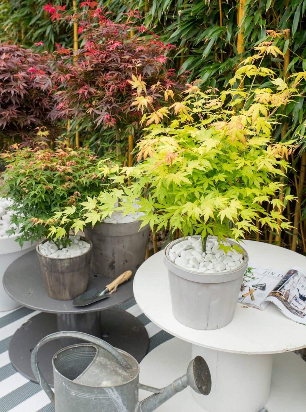 Lot De 4 Érables Du Japon – Plante D'Extérieur
