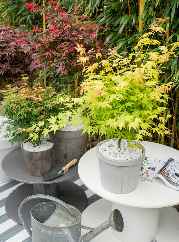 Lot De 4 Érables Du Japon – Plante D'Extérieur