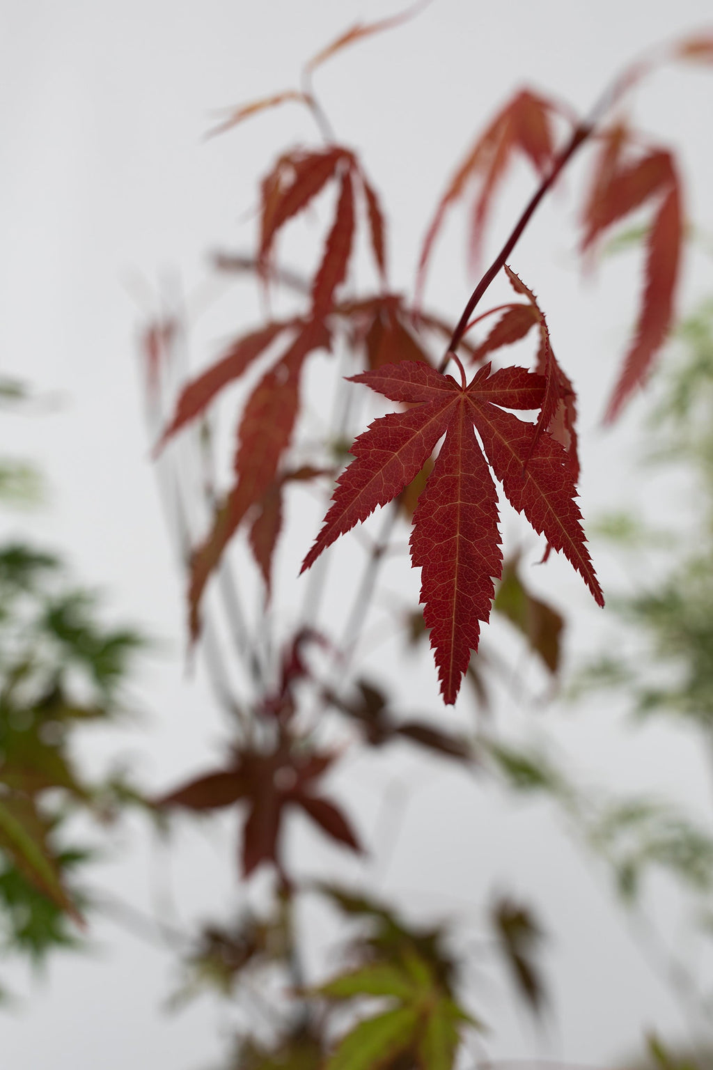 Mélange De 4 Érables Japonais – Plante D’Extérieur