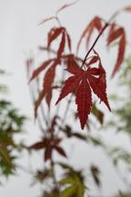 Mélange De 4 Érables Japonais – Plante D’Extérieur