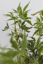 Mélange De 4 Érables Japonais – Plante D’Extérieur
