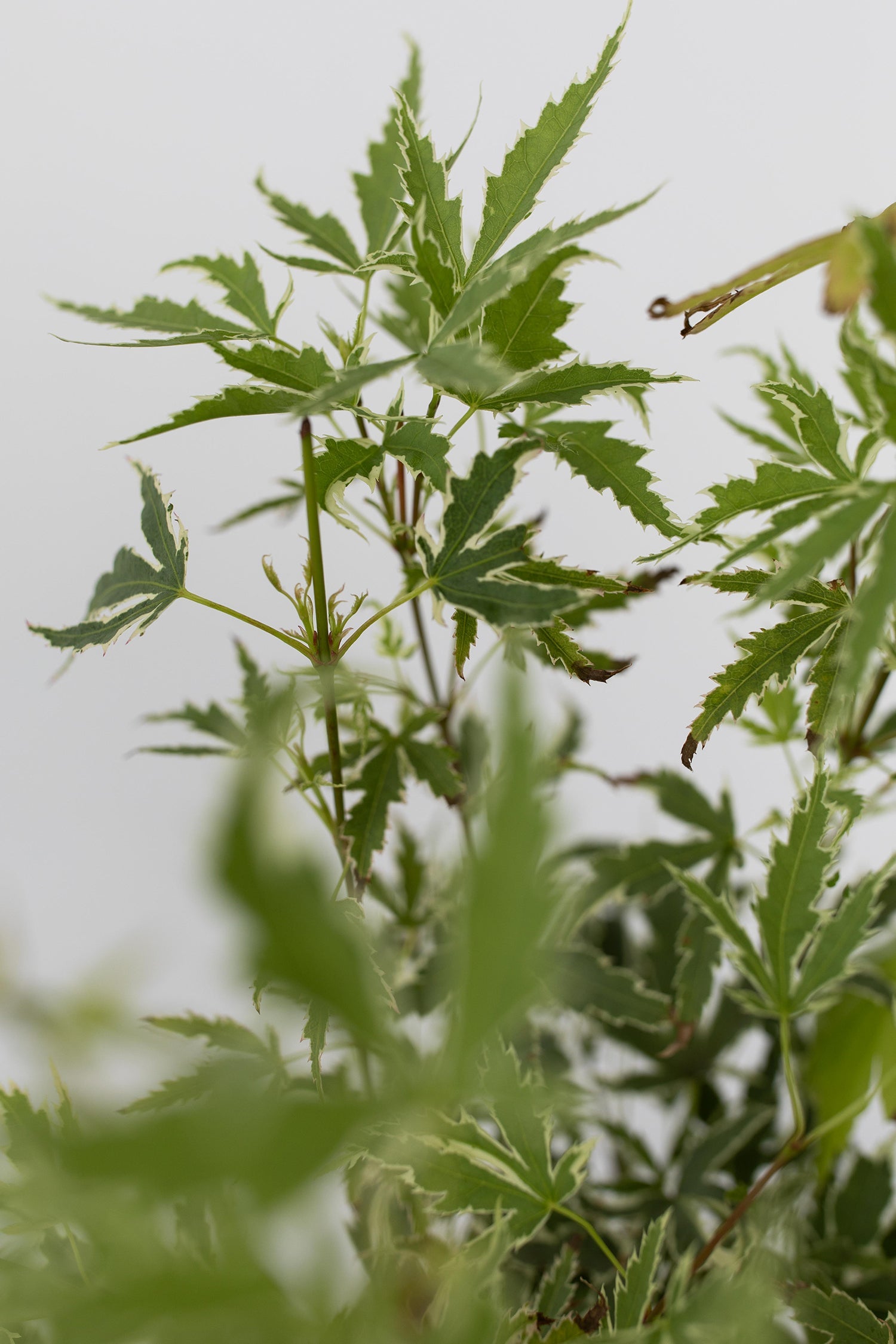 Mélange De 4 Érables Japonais – Plante D’Extérieur