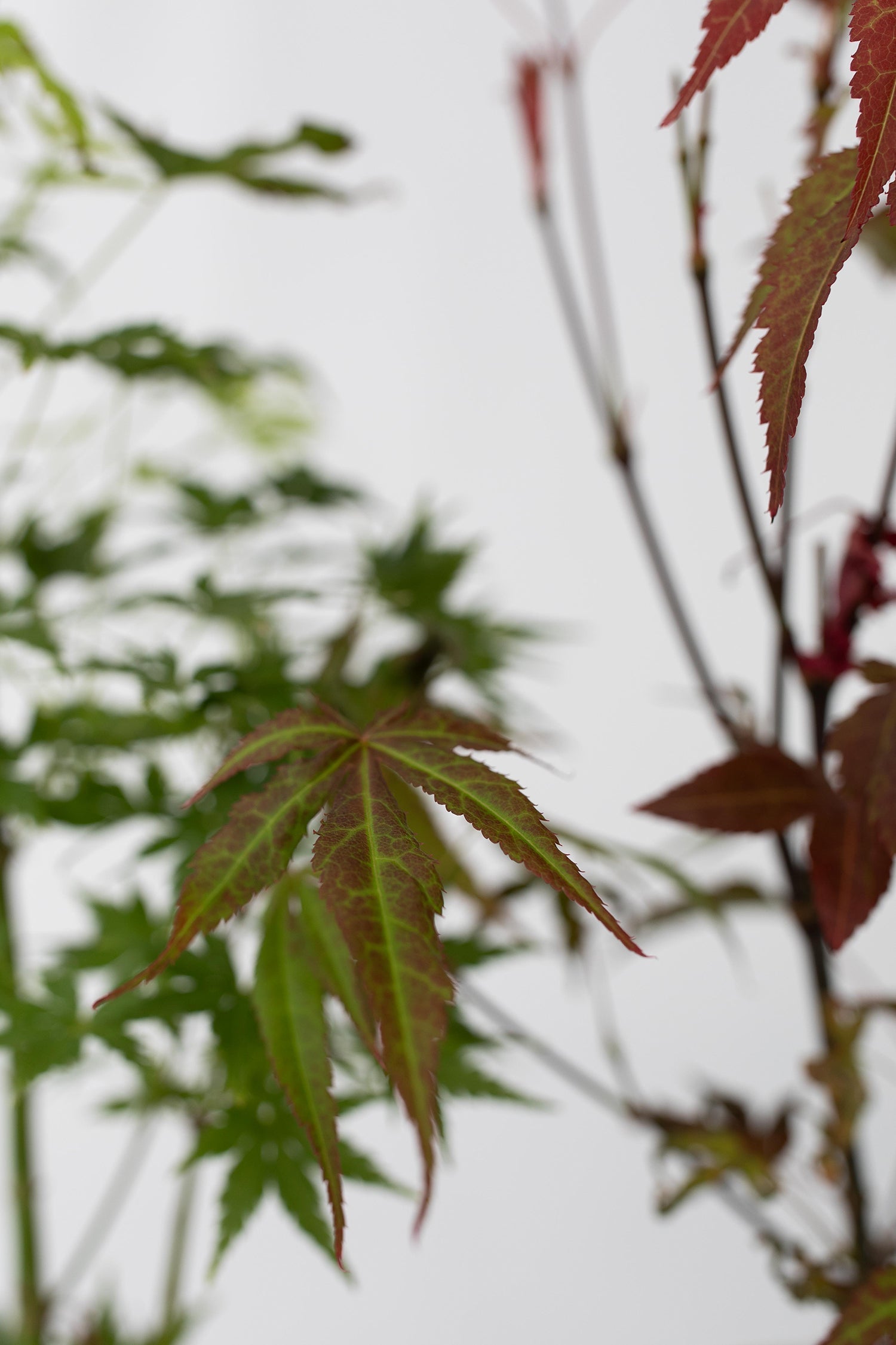 Mélange De 4 Érables Japonais – Plante D’Extérieur