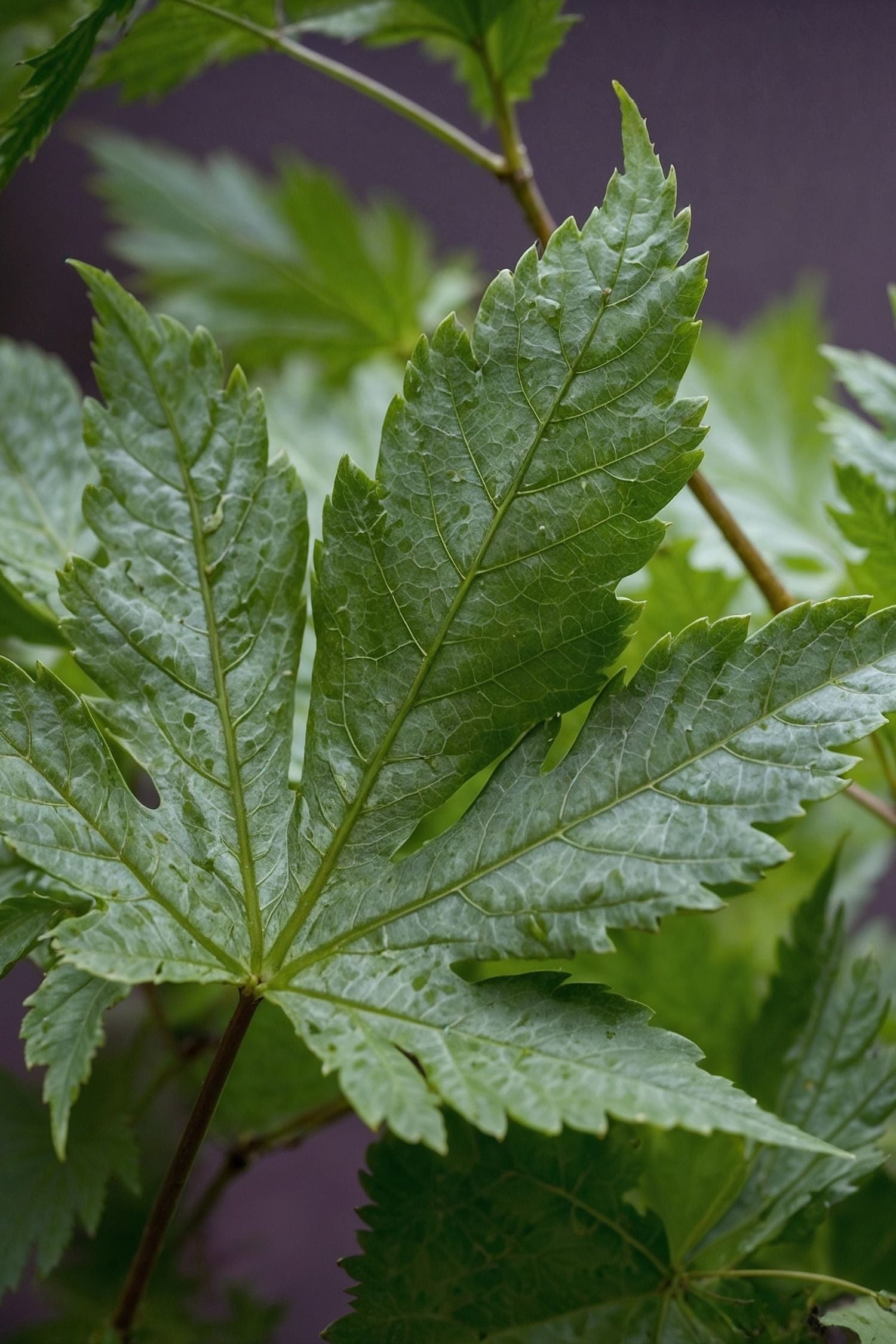 Mélange De 4 Érables Japonais – Plante D’Extérieur