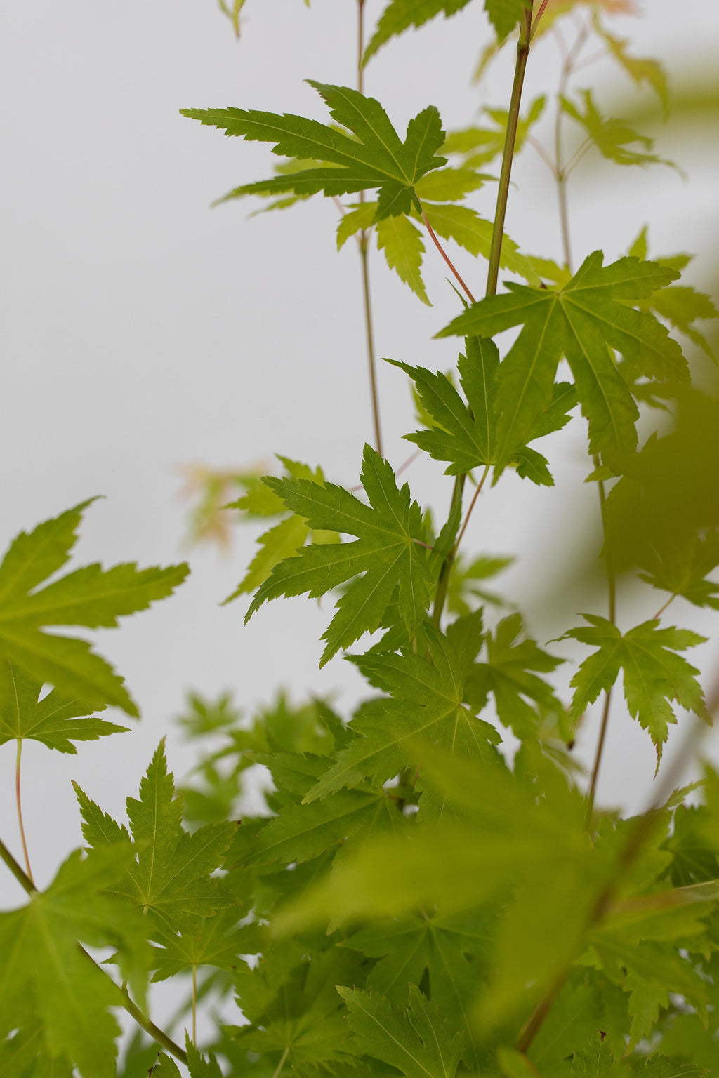 Mélange De 4 Érables Japonais – Plante D’Extérieur