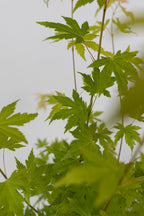Mélange De 4 Érables Japonais – Plante D’Extérieur
