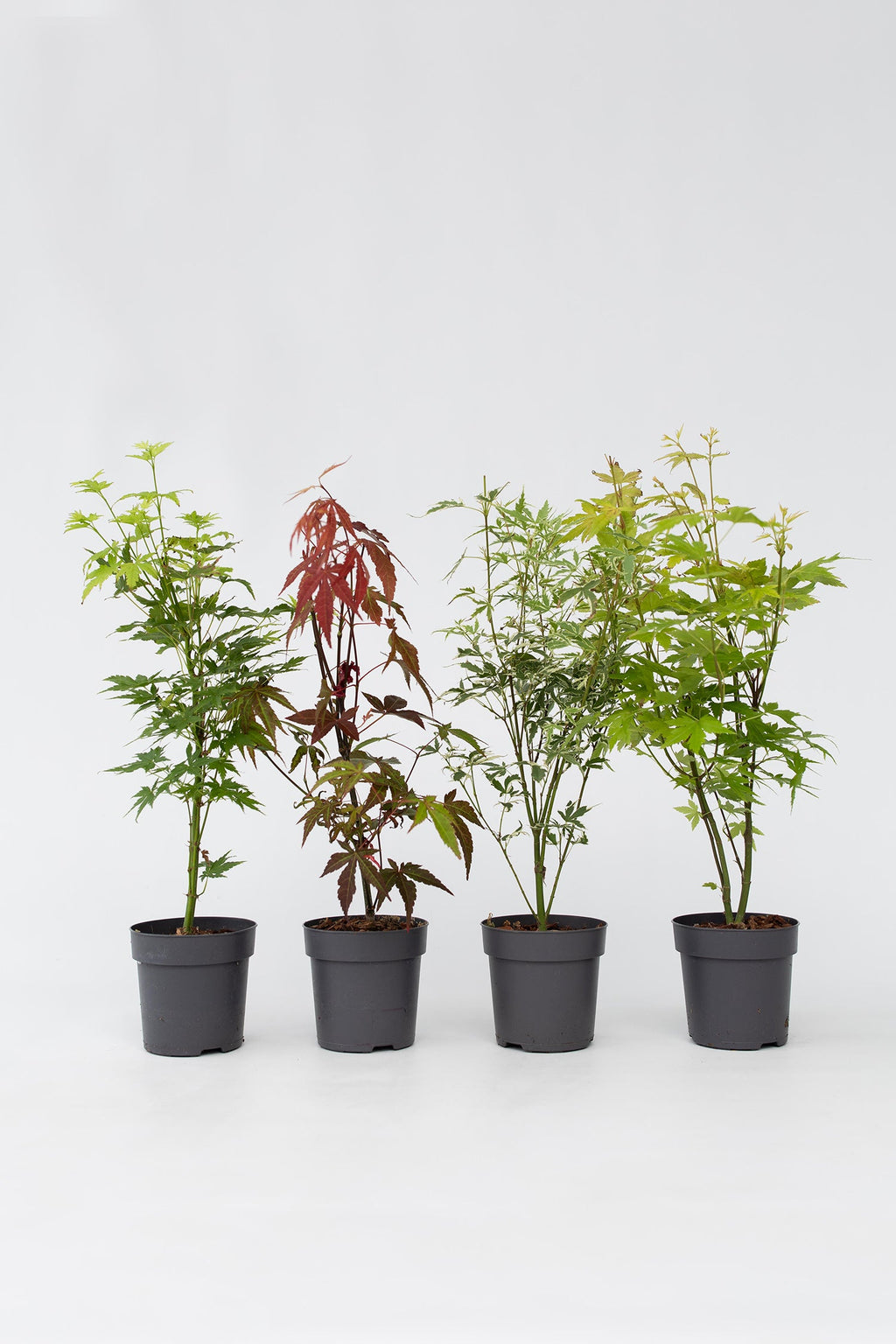Mélange De 4 Érables Japonais – Plante D’Extérieur